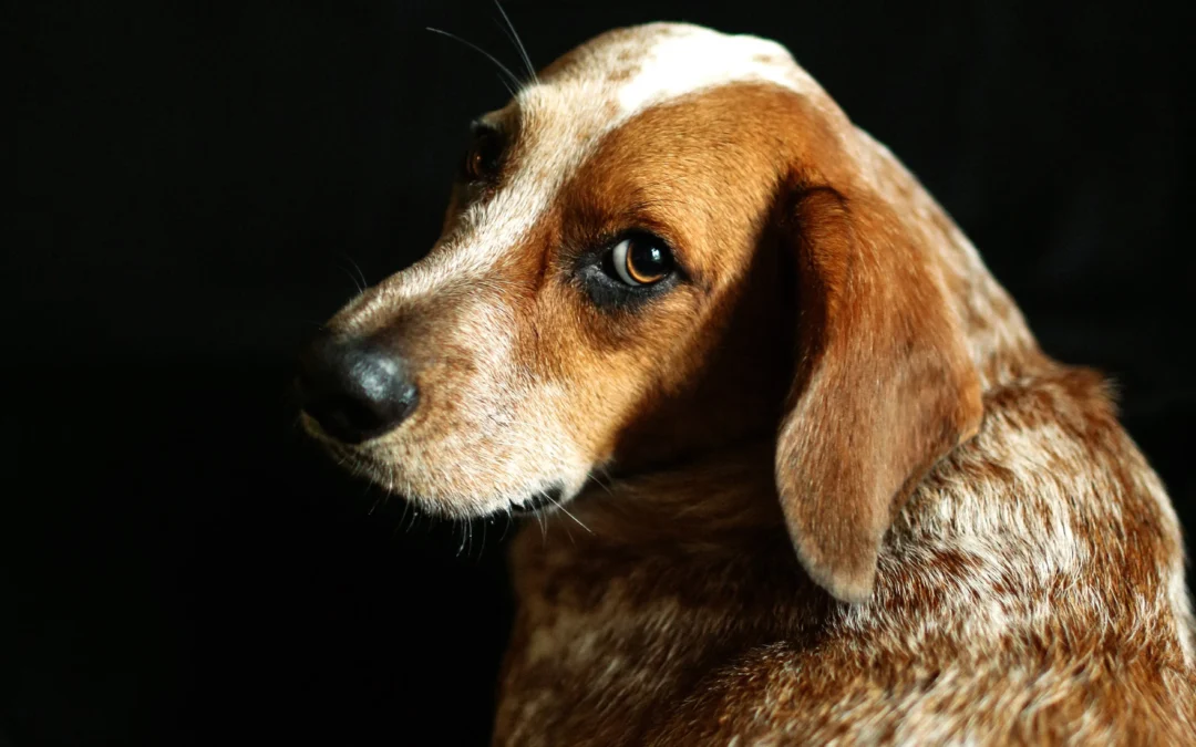 Pepper’s Story