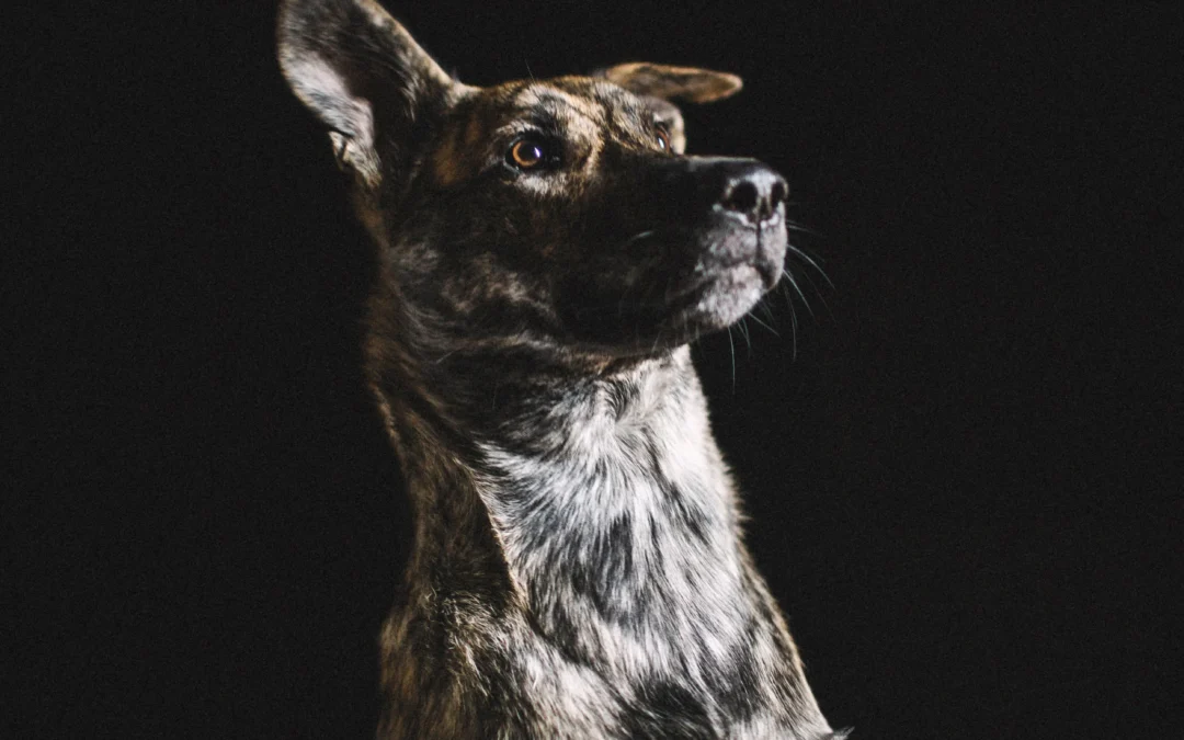 Pepper’s Story