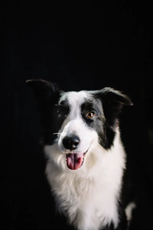 dog-3.jpg