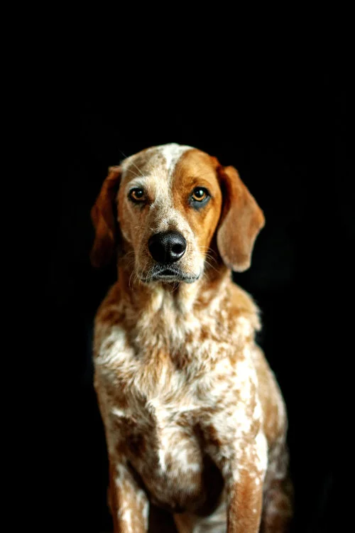 dog-4.jpg