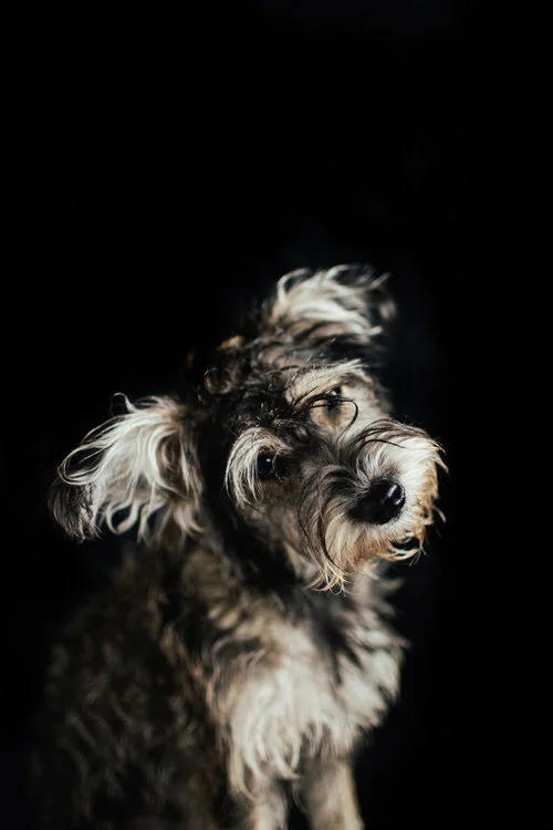 dog-6.jpg